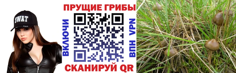 KRAKEN вход Отрадная Галлюциногенные грибы Cubensis